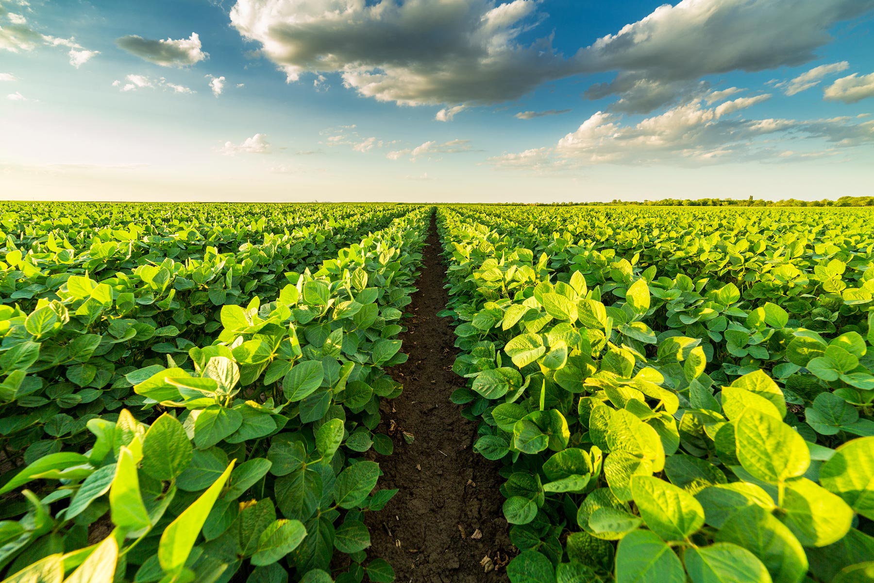 Leather-Linked Soy Deforestation hero image